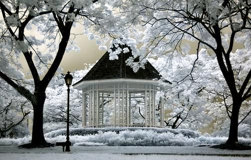 Мой зимний сад