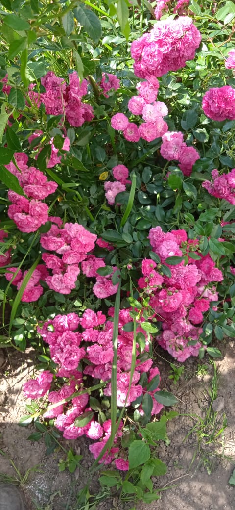 Детская песенка!