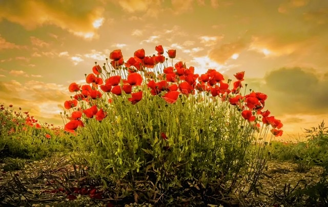 Цвет Сельный