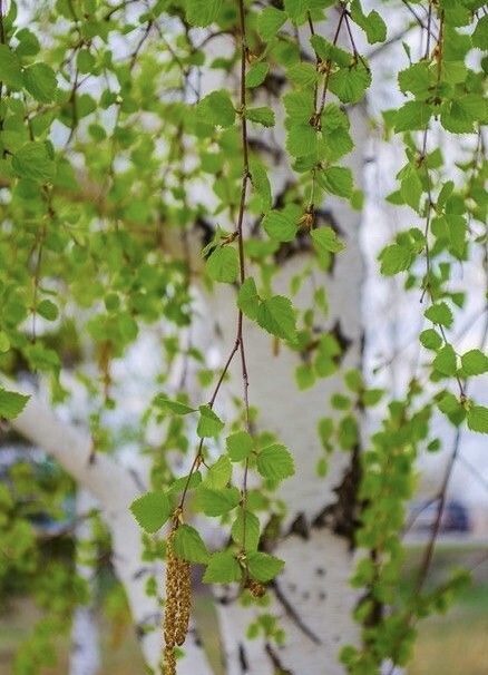 Красавица береза