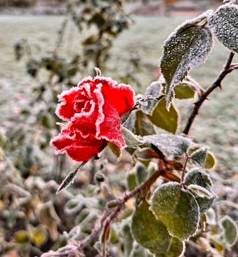 Последняя роза