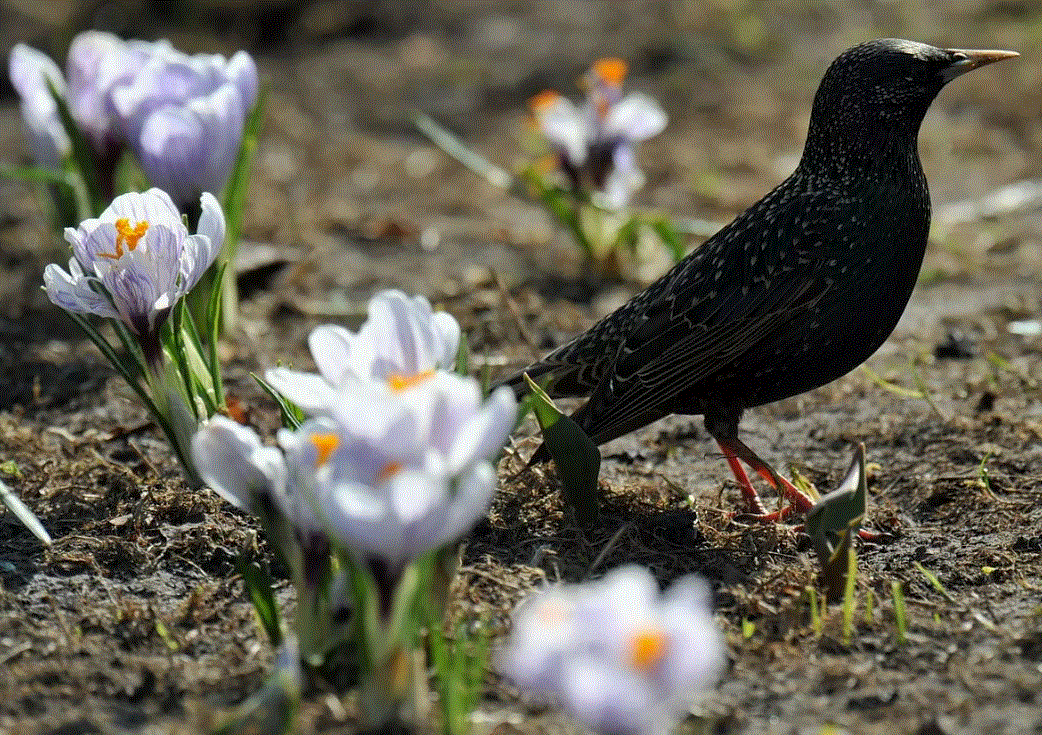 Весна - природы пробужденье