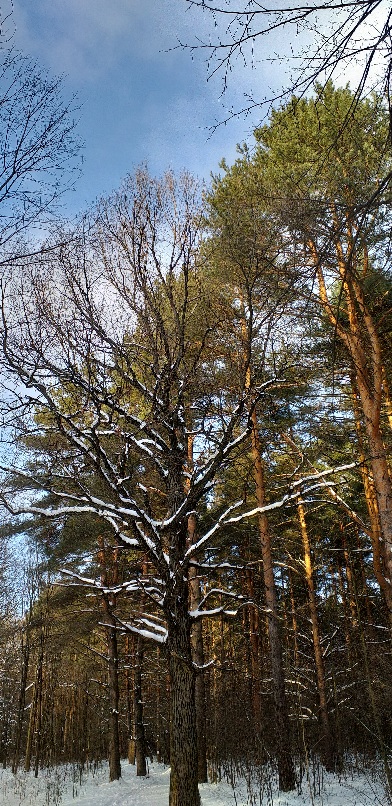 По снежку