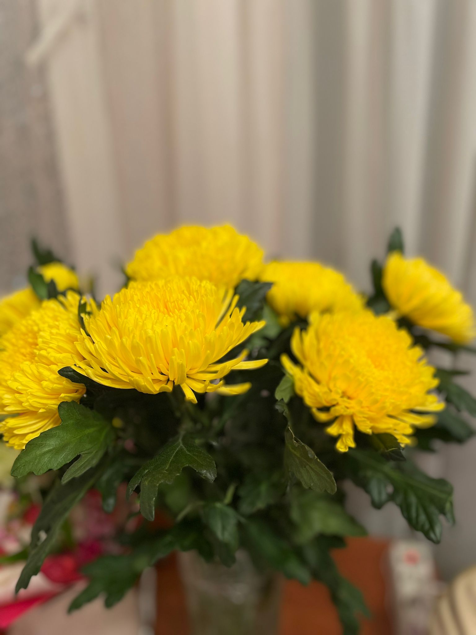 Хризантема игольчатая