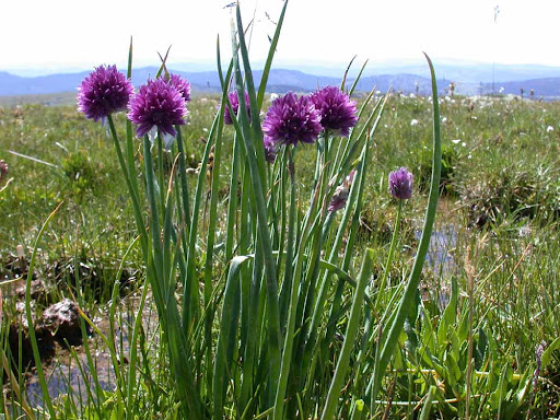 Дикий лук скорода
