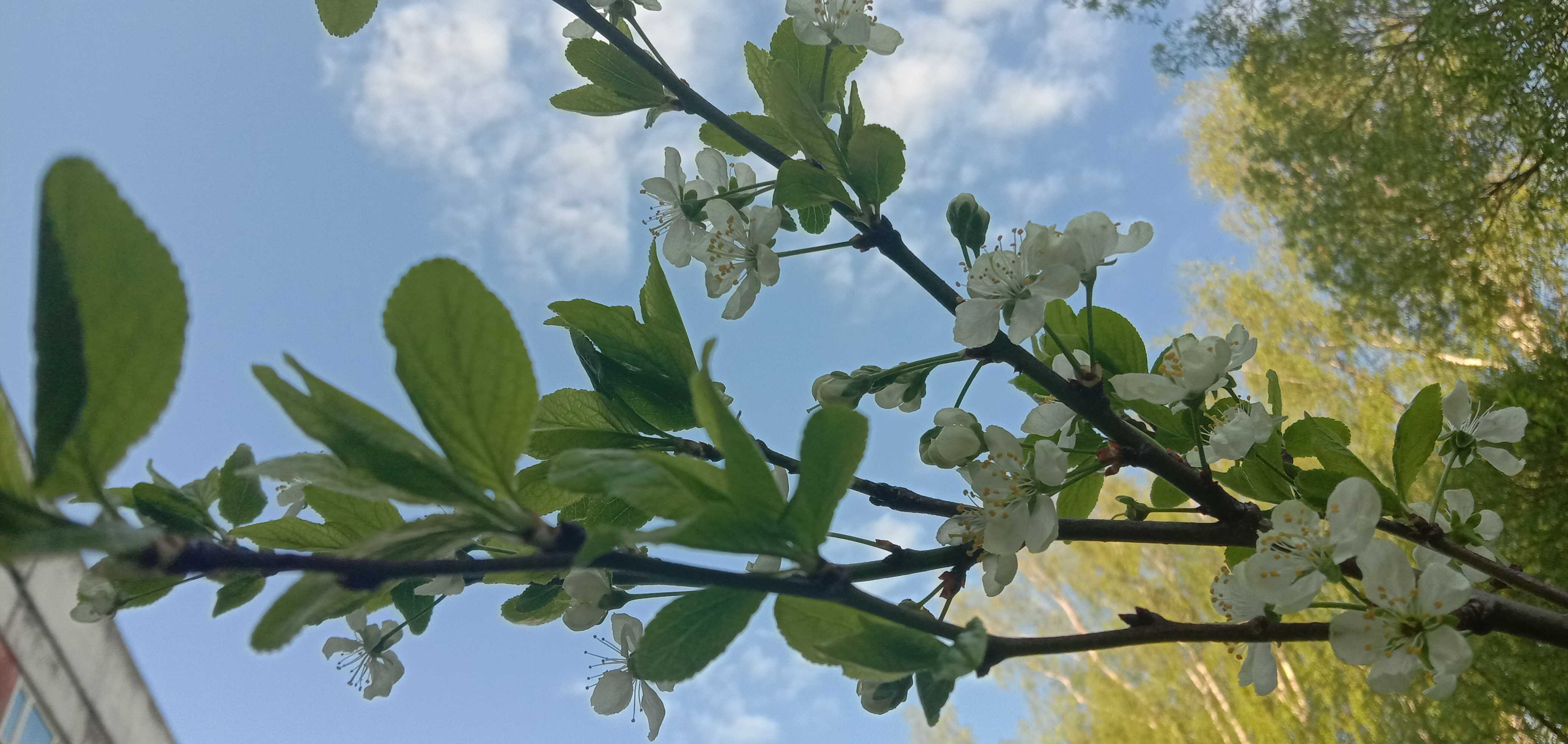 Лето миниатюры