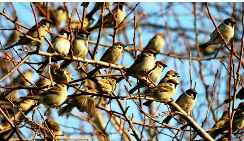 Воробьиный хоровод