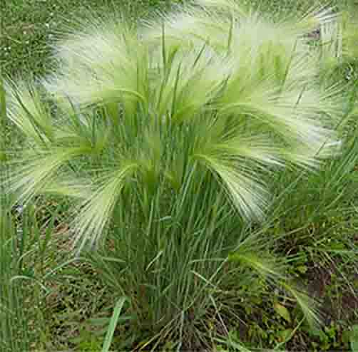 Гривастый ячмень