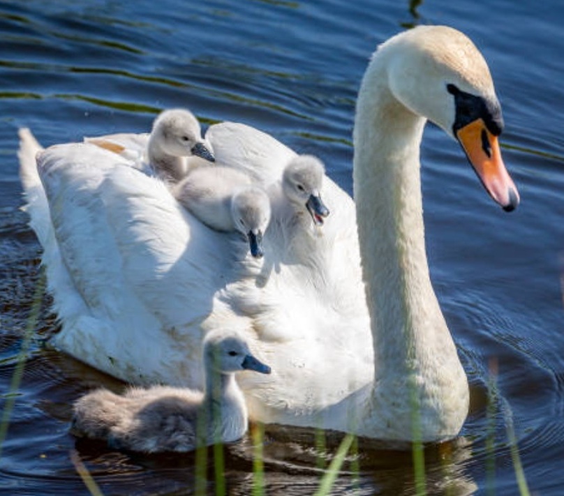 На заметку - дети, это постоянное сейчас...