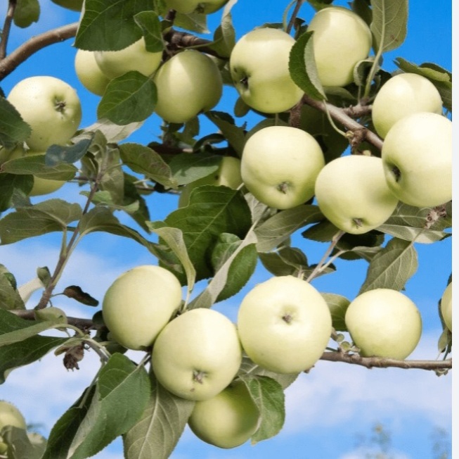 Мысли в Пути - цвета, запахи и звуки...