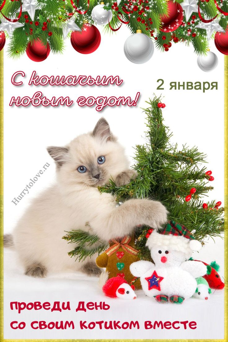 Кошачий Новый Год!!!