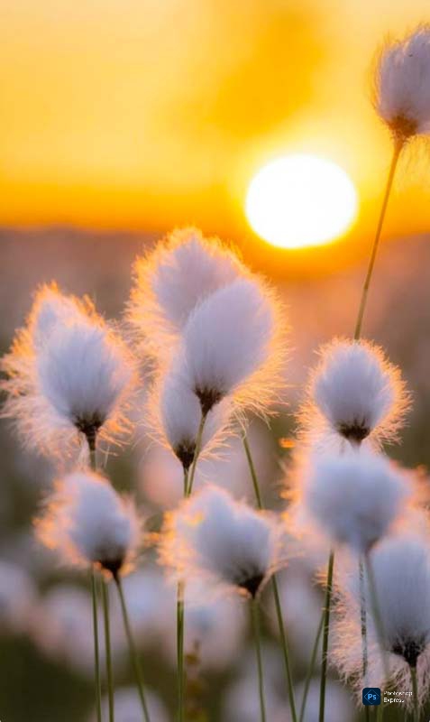 Далёкий сон