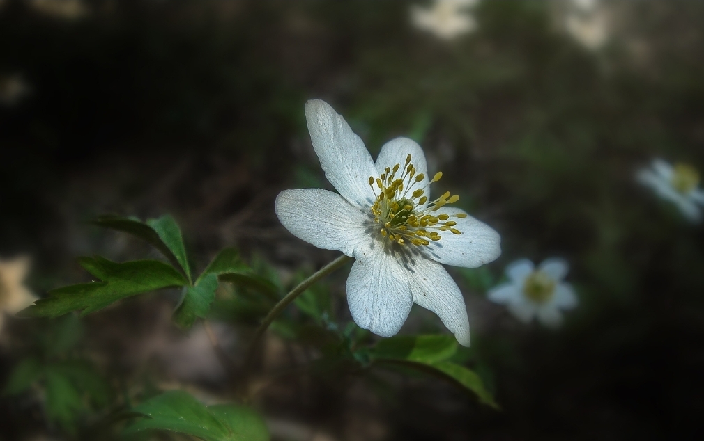 Тёплый ветер подул