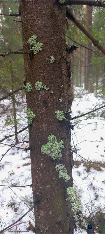 Деревья стояли в лесу