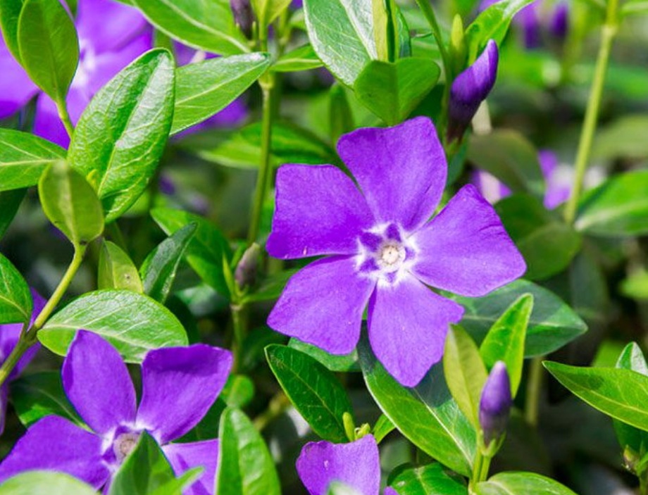 Отпечатки - не грусти, Аленка...