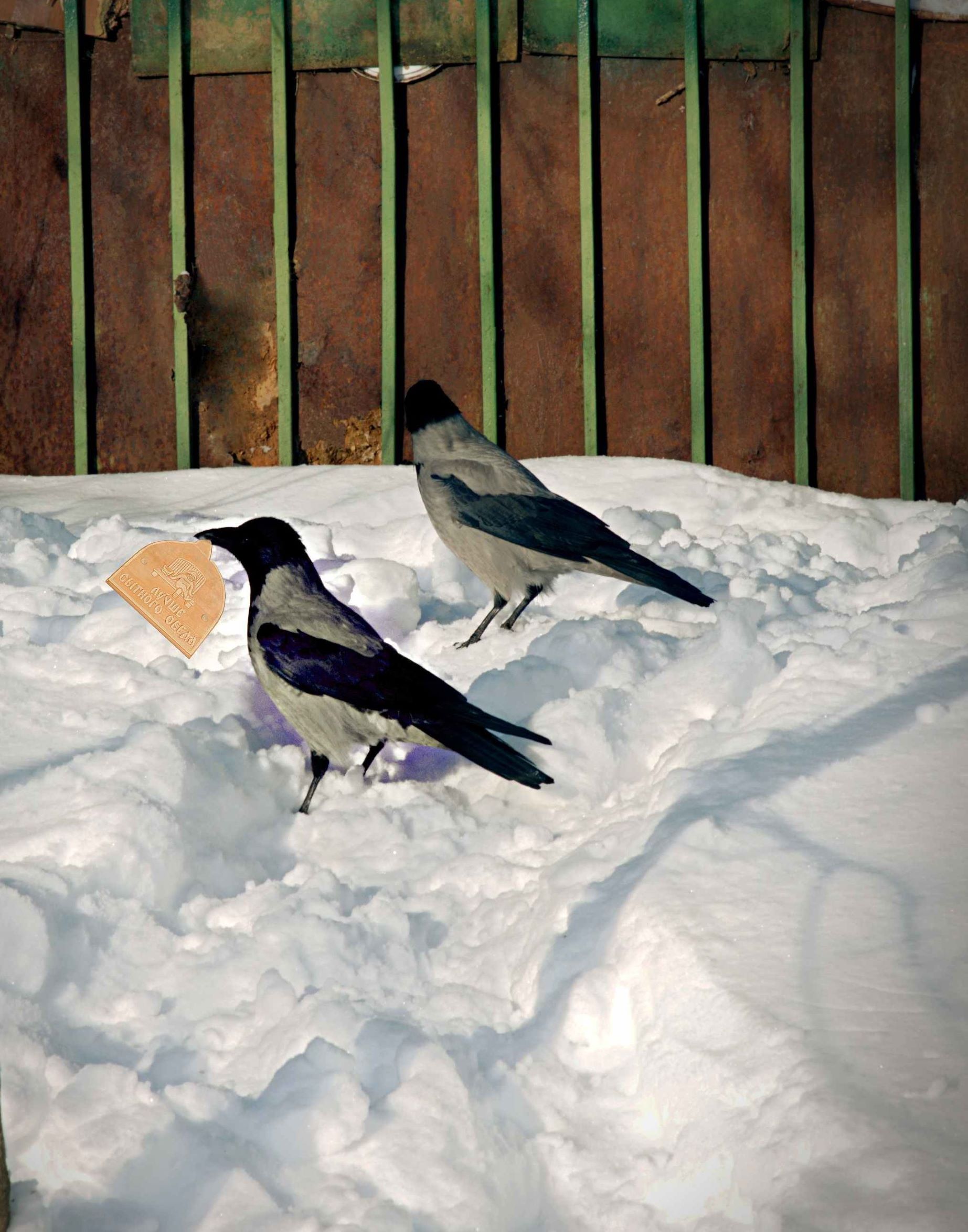 Сноубордистка