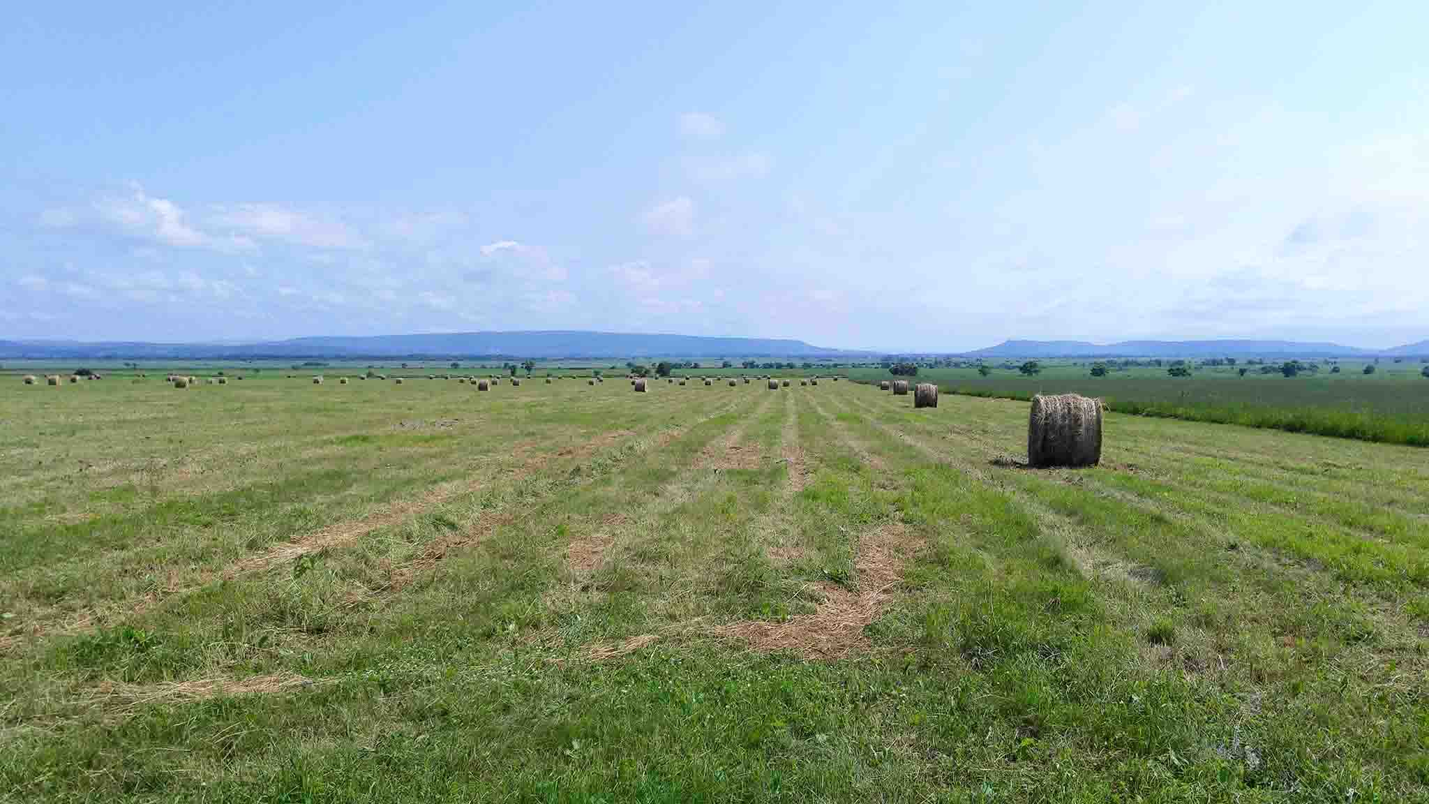 Сенокосные луга