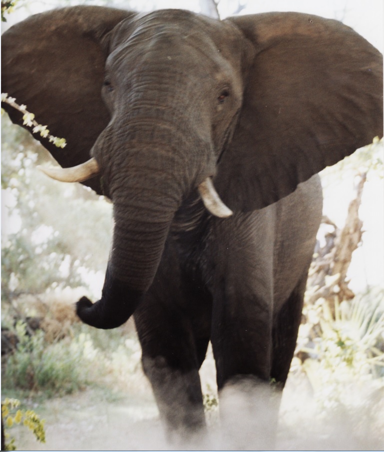 В дебрях Окаванго