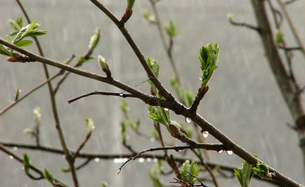 Апрельское пробуждение