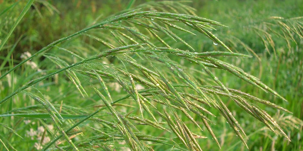 Кострец-костёр