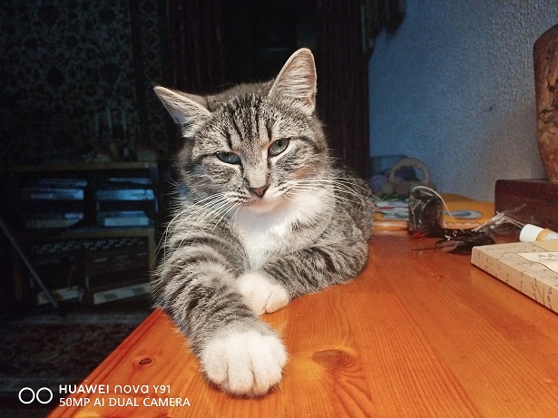 2025г. Кот разбудил стихи писать. 1198