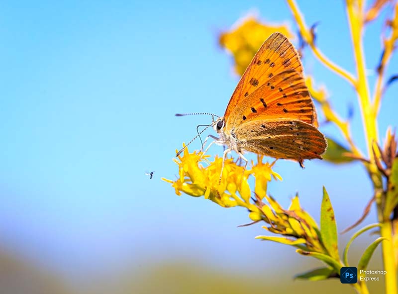 Смыслы заплетала, как косы..
