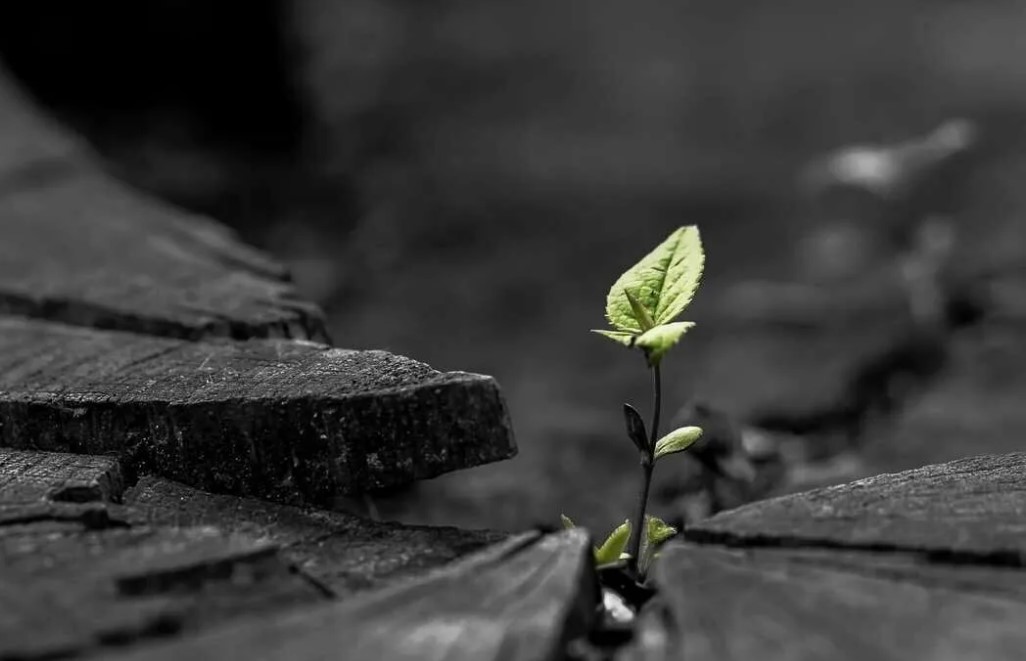 Они сошли с Земли