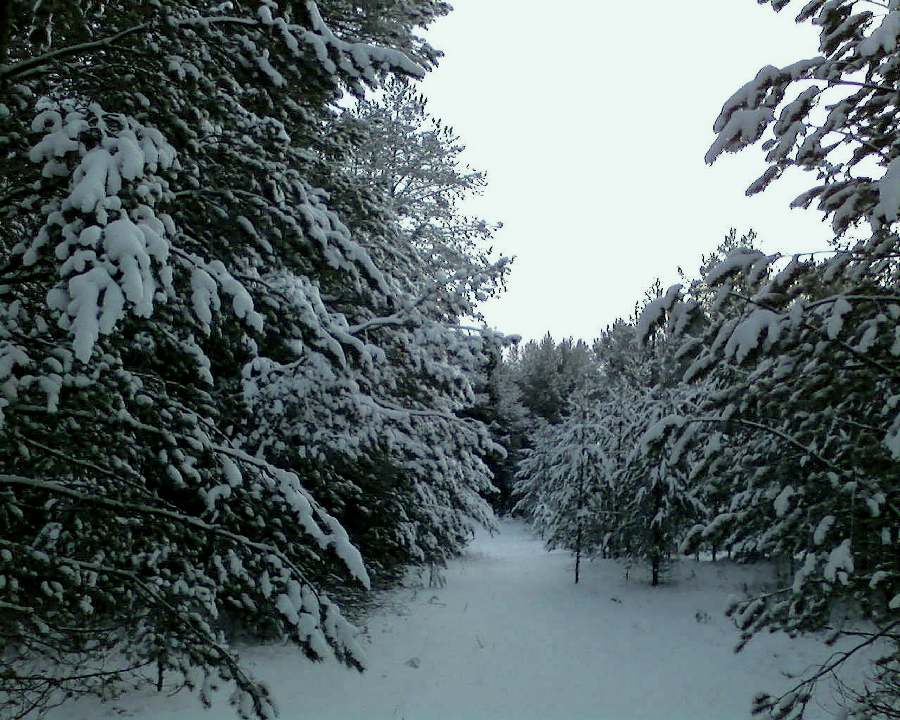 Зима совершает обходы различные...