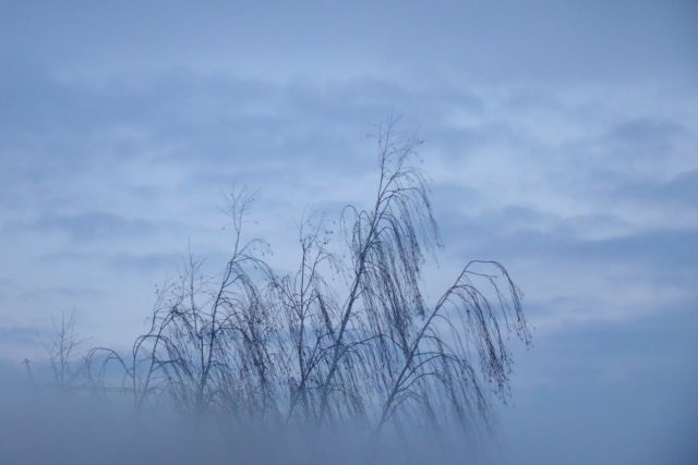 Коктейль января