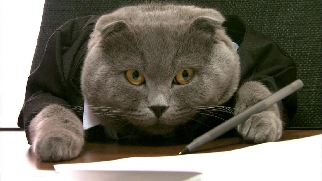 Кот- адвокат