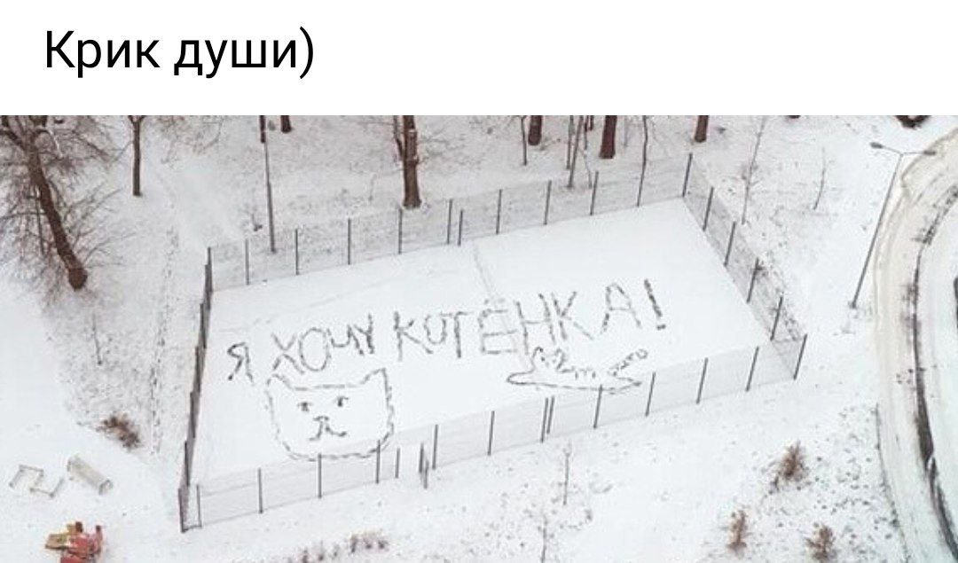 Я хочу котёнка!