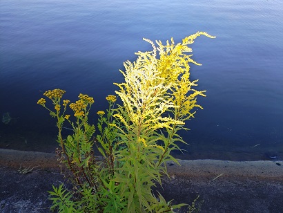 2025г. В своих пророческих стихах. 1203