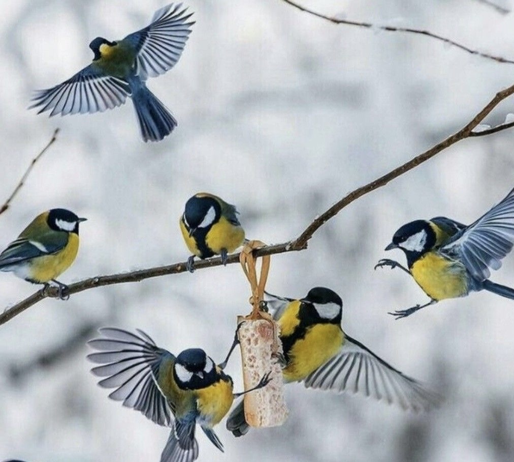 Корм синичкам