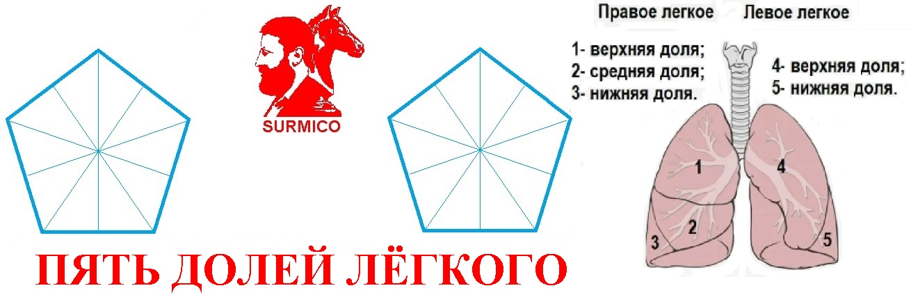 Пять долей лёгкого