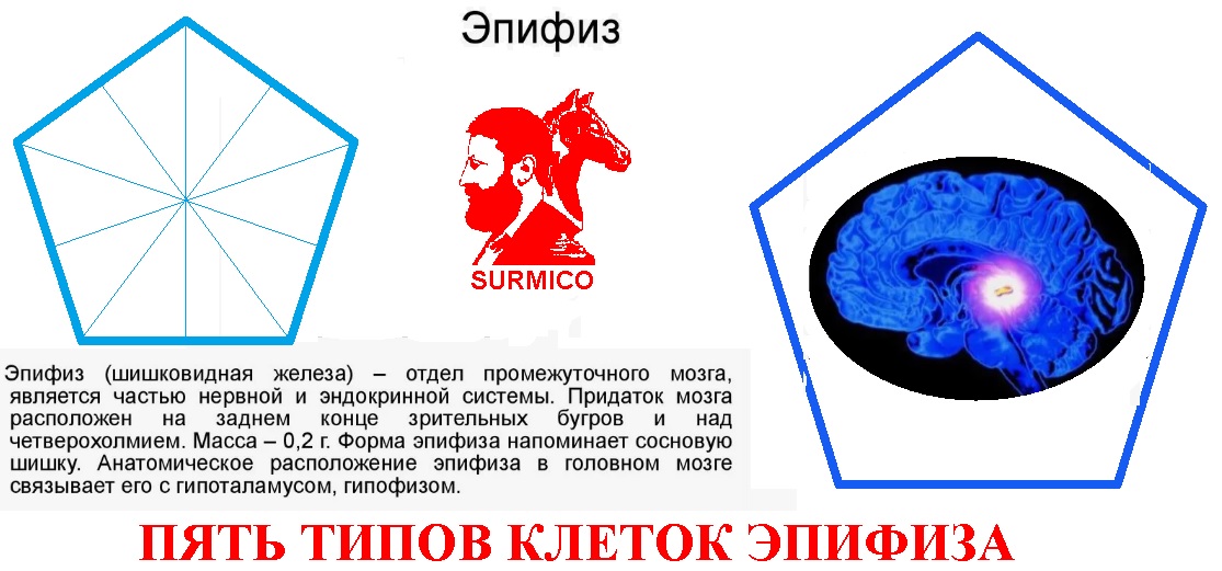 Пять элементов эпифиза человека