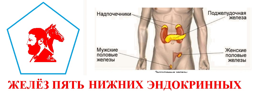 Желёз пять нижних эндокринных