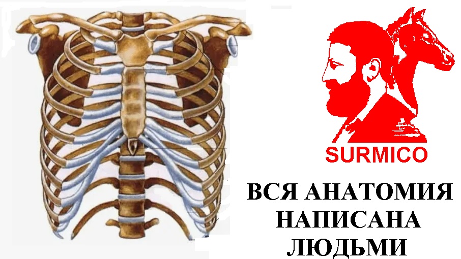 Вся анатомия написана людьми