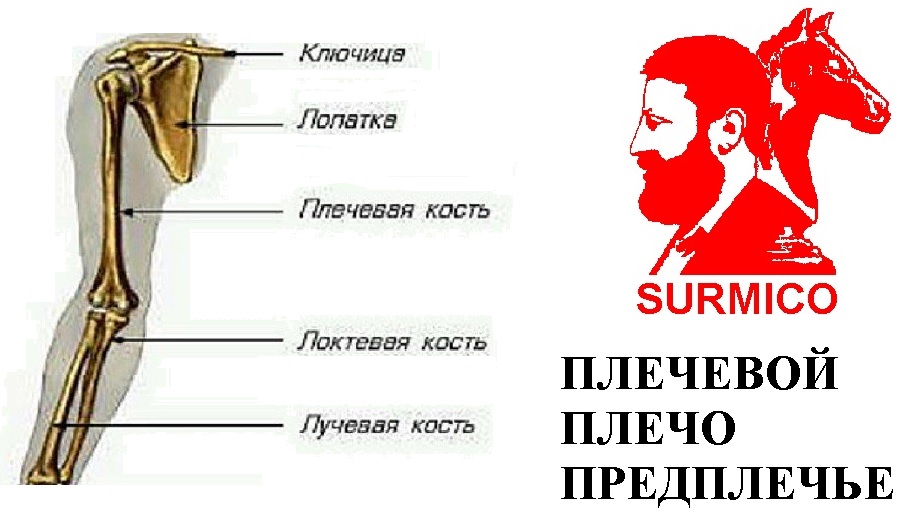 Плечевой! Плечо! Предплечье!