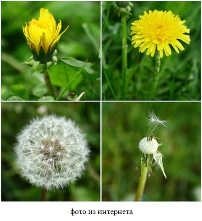 Одуванчик