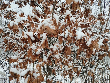 2025г. Замолкли заполночь поэты. 1207