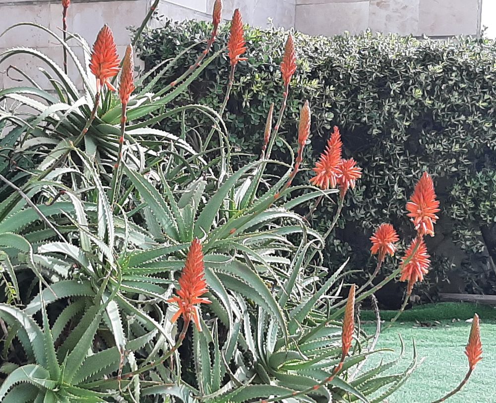 Алоэ древовидный