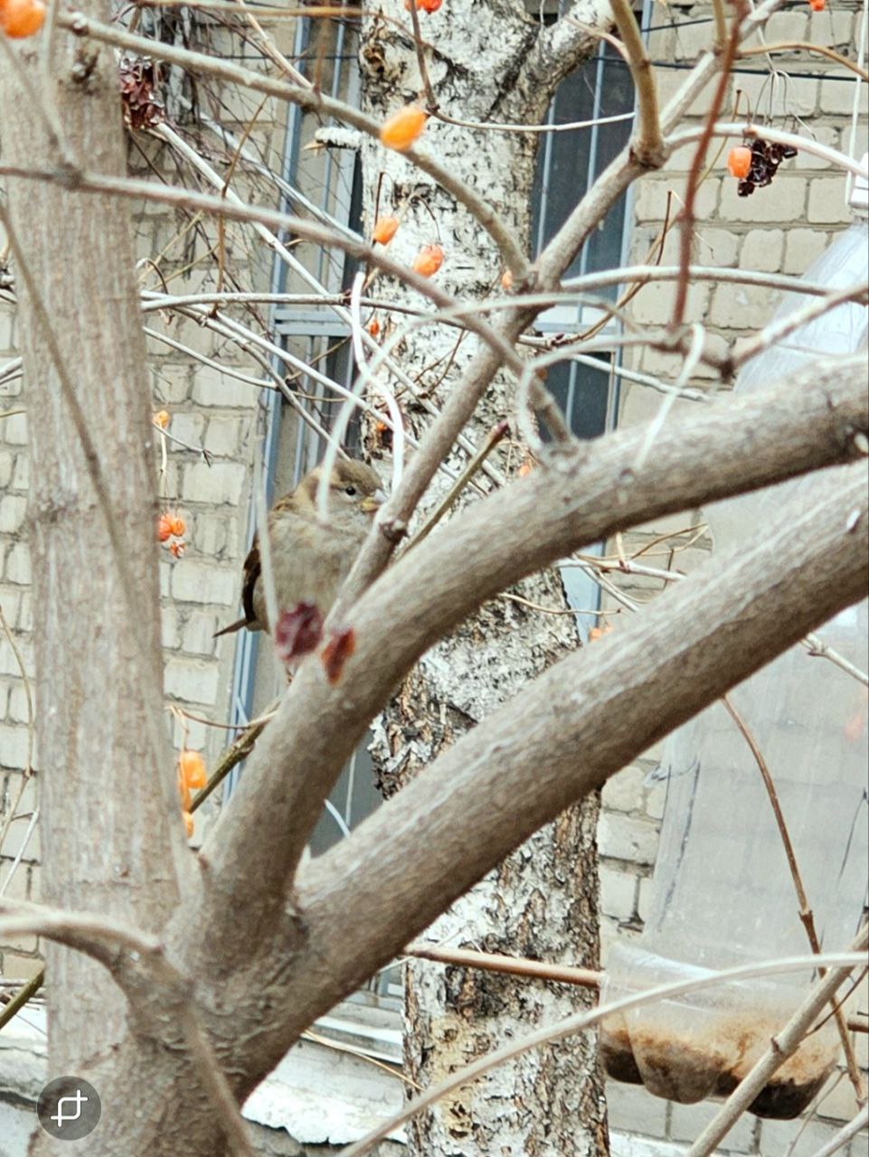 Зелёная трава в январе 692