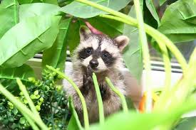 Рассуждения Енота 703