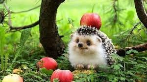 Ёжик не верблюд 362