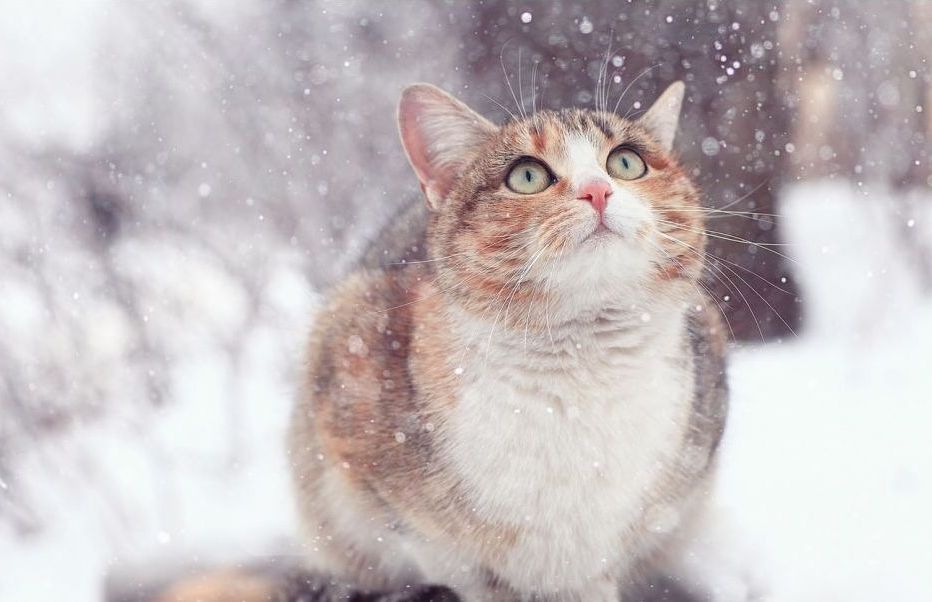 А потом наступила зима...