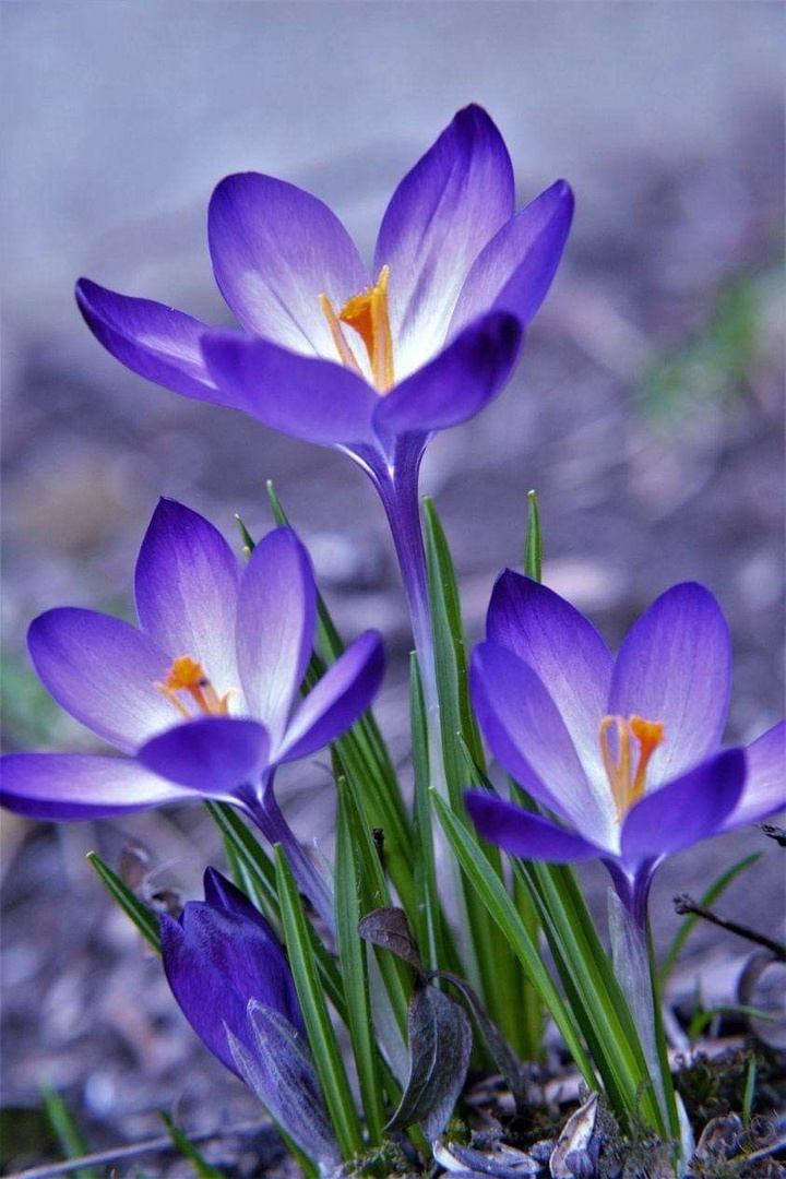 24 января. Придёт весна...