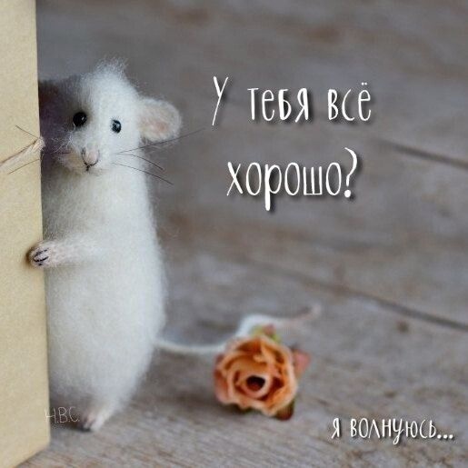 Как доброта помогла коту похудеть