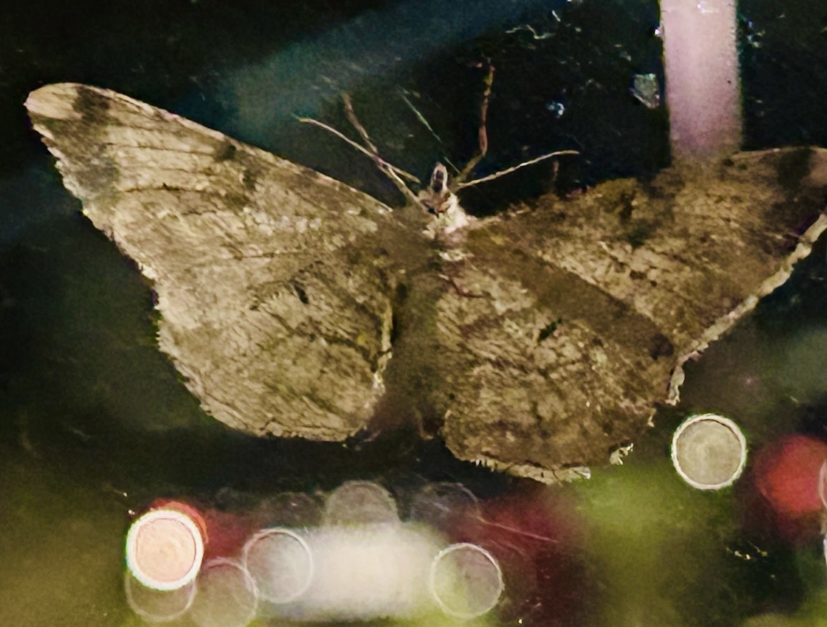 прощалось лето