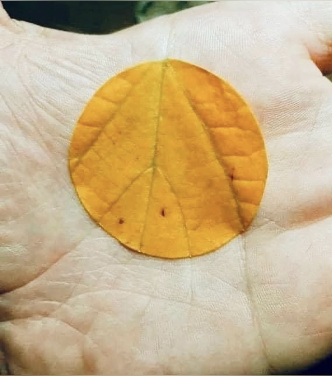 линии на ладони