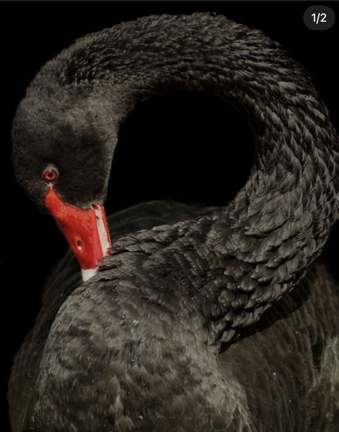 черный лебедь